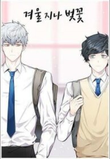 Cherry Blossoms After Winter